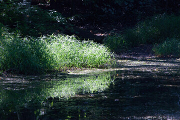 Grass and growth reflected in water for an abstraction