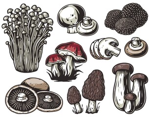 Mushroom picking of morel. Set of mushrooms. Vegetarian fungus boletus or cremini collection for food. Nature fungi porcini for healthy nutrition © Casoalfonso