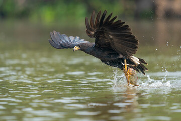 The Great black hawk (Buteogallus urubitinga)