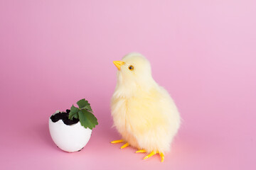 a sprouted flower in an eggshell. Seedlings garden vegetable garden
