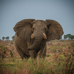 Naklejka na ściany i meble African elephant in the savannah in Murchison National Park, Uganda, Africa