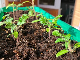Young tomato sprouts in a container on the balcony in a residential apartment building