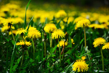 yellow dandelions on meadow