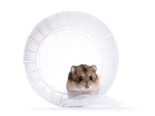 Fototapeta na wymiar Adult brown hamster sitting in transparent exercise ball. Isolated on a white background.