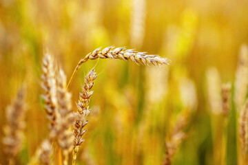Spikelets of wheat in the field close up