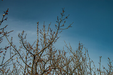 Весна. Абрикос цветёт.