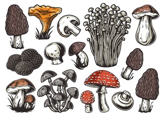 Mushroom picking of morel. Set of mushrooms. Vegetarian fungus boletus or cremini collection for food. Nature fungi porcini for healthy nutrition © Casoalfonso