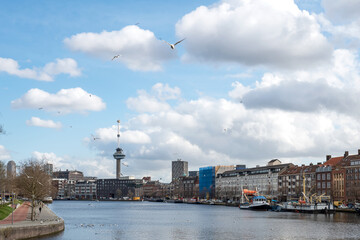 Fototapeta premium cityscape of Rotterdam 