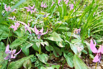 早春の花・カタクリ(スプリング エフェメラル)