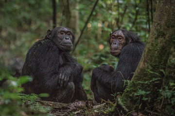 Chimpanzee in Kibale National Park in Uganda, Africa