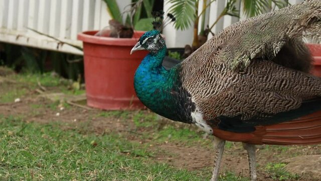 Bridgetown, Barbados - March 21 2021: A young male peacock - Indian Peafowl - struts around the front lawn of a local hotel on an overcast day. Video of bird's tail swept by wind, walking.