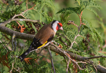 European goldfinch (Carduelis carduelis) sitting on the branch of thuja tree