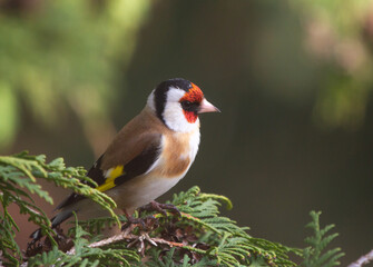 European goldfinch (Carduelis carduelis) sitting on the branch of thuja tree
