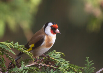 European goldfinch (Carduelis carduelis) sitting on the branch of thuja tree