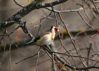 Goldfinch (Carduelis carduelis) sitting on tree