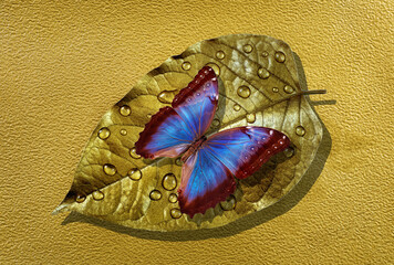 Fototapeta na wymiar Golden leaf in drops of water and bright tropical morpho butterfly on a golden background