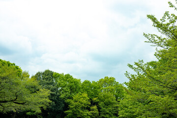 森と空