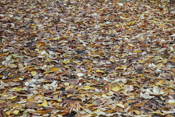 Fallen autumn leaves lie carpeted on the ground