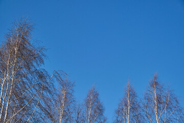 The upper branches of a birch tree without leaves against a blue cloudless sky. Birch on a background of blue sky.