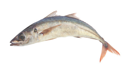 Fresh jack mackerel isolated on white background