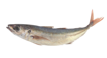 Raw jack mackerel isolated on white 