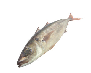 Jack mackerel fish isolated on white 