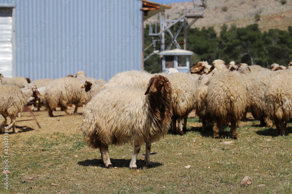 Canvas Prints sheep and lambs