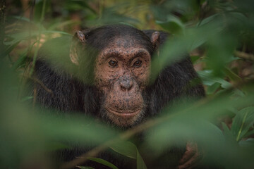 Chimpanzee in Kibale National Park in Uganda, Africa