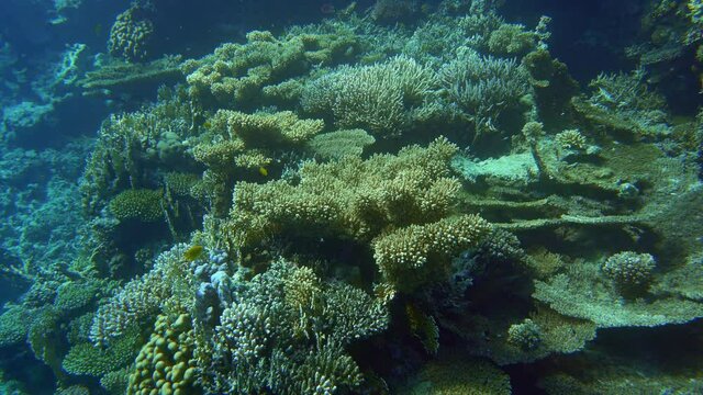 A beautiful coral garden at the reef surface.