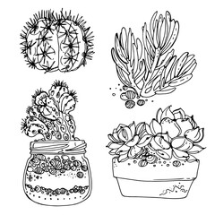 Succulents. Cacti line drawn on a white background. Flowers in the desert. Vektoryny drawing succulents.