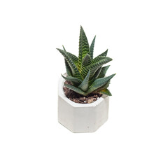 Succulent Haworthia plant in pot on white background