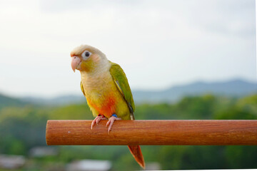 Green cheek conure (Cinnamon color) on the sky and mountain background, the small parrot of the genus Pyrrhura, has a sharp beak. Native to South America (Amazon). © Jidapa