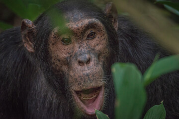 Obraz premium Chimpanzee in Kibale National Park in Uganda, Africa