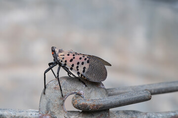Wet adult spotted lanternfly after a rainstorm