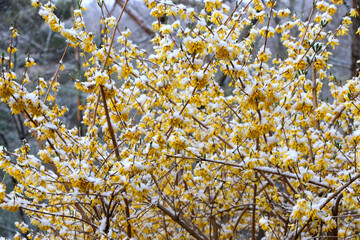 Snowy Forsythia