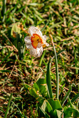 Нарциссы и тюльпаны