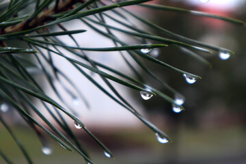 Raindrops on pine branches on a gloomy spring morning, side view