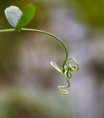 Young green curly complicated sprout of wild plant close up with blurred selective focus background