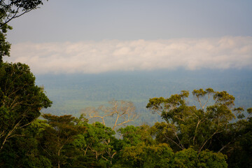 Picture of the morning sunshine with a thin mist At Khao Yai National Park, Thailand
