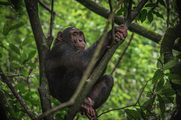 Chimpanzee in Kibale National Park in Uganda, Africa