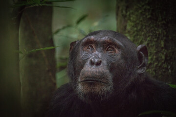 Chimpanzee in Kibale National Park in Uganda, Africa