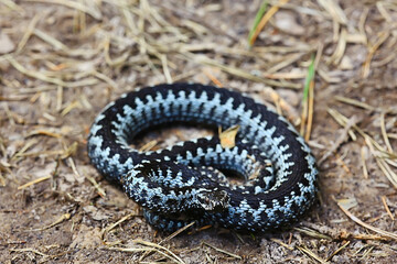 Fototapeta premium blue european viper, striped venomous dangerous snake nature wild
