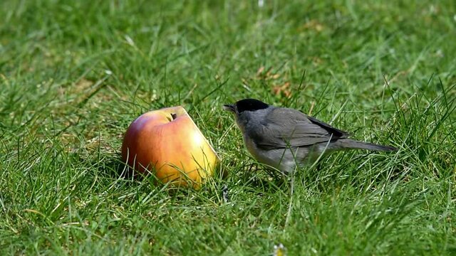 M&ouml;nchsgrasm&uuml;cke frisst Apfel 