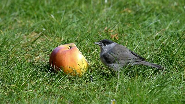 M&ouml;nchsgrasm&uuml;cke frisst Apfel 