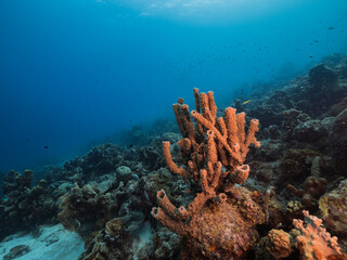 Naklejka na ściany i meble Seascape with fish, coral and sponge in coral reef of Caribbean Sea, Curacao