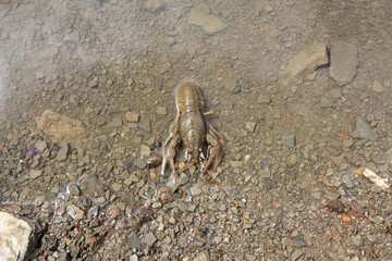 crab on sand