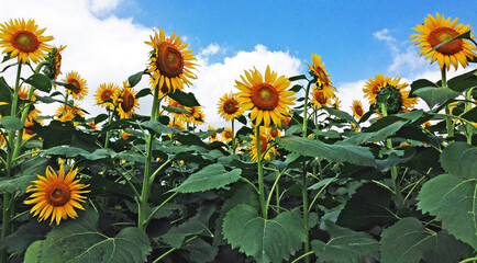 昭和感漂うひまわり　少年時代