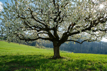 Blooming cherry tree in early spring on meadow on a background of blue sky. Bright spring day