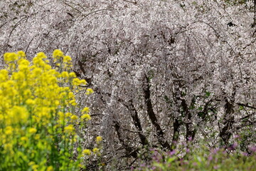 中越家のしだれ桜　降り注ぐ　（高知県　仁淀川町）