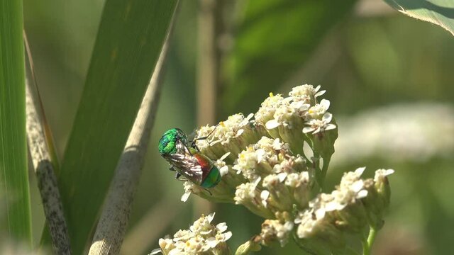 Green wasp moves on white wildflowers. cuckoo wasps or emerald wasps, hymenopteran, Chrysididae, parasitoid, macro species of insects in wild